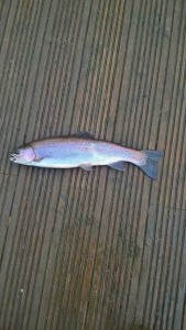 January 2017. Caught on a gold robbed hares ear