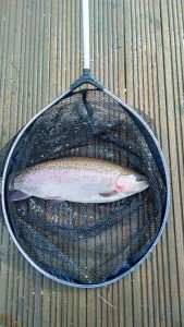 A nice specimen caught by Wyn Morgan on a blue flash damsel 7/3/17 estimated at 6lb