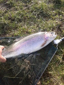 Another fine early season fish-March 2015