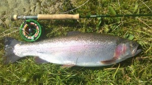 A lovely nant Moel rainbow netted by Jason Williams 28/9/15