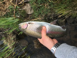 May 2016 taken on a cdc black hopper