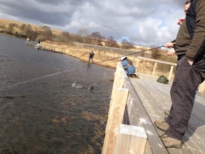 Another trout to the net