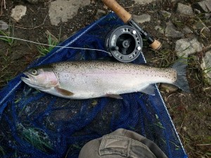 A nant moel rainbow caught by member M Ebbatson 2016